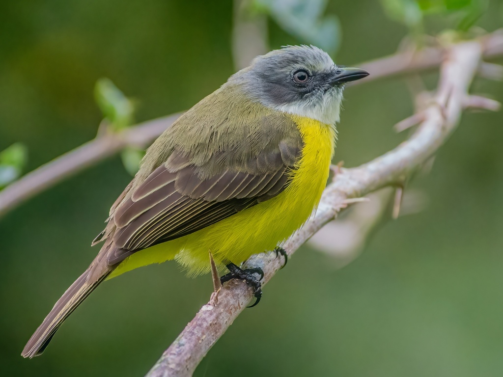 Gray-capped Flycatcher photo