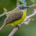 Gray-capped Flycatcher - Photo (c) Laurent Hesemans, all rights reserved, uploaded by Laurent Hesemans