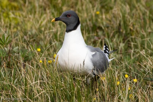 Sabine's Gull