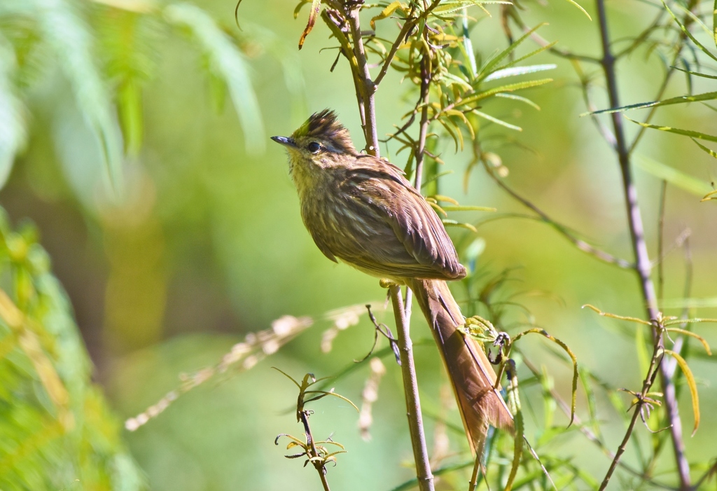Striolated Tit-Spinetail photo