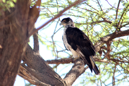 African Hawk-Eagle
