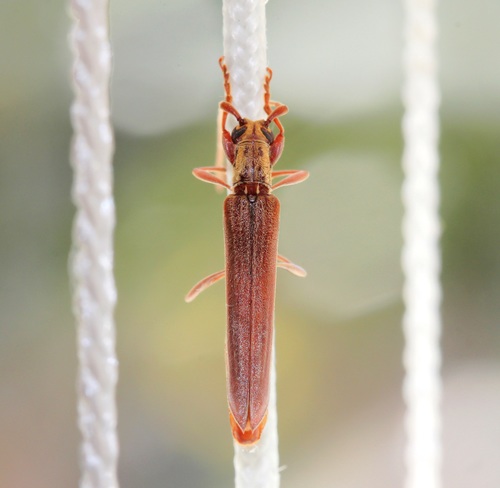 Uracanthus