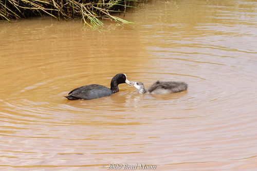Hawaiian Coot
