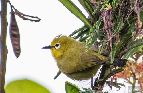 Green White-eye