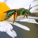 Agapostemon texanus - Photo (c) Tina, kaikki oikeudet pidätetään, lähettänyt Tina