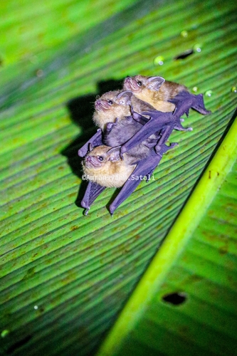 Dark Sheath-tailed Bat