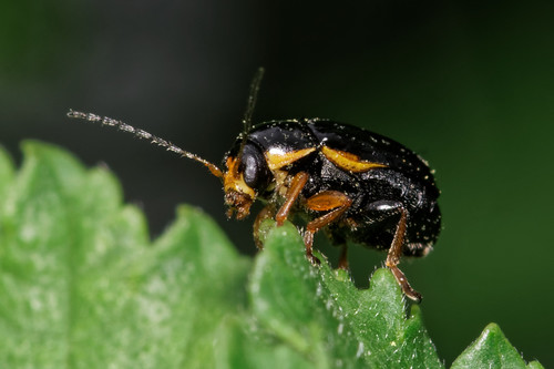 Cryptocephalus bameuli