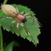 斑袋蛛 - Photo 由 豆豆 所上傳的 (c) 豆豆，保留所有權利