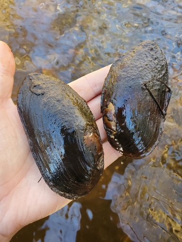 Louisiana Pearlshell