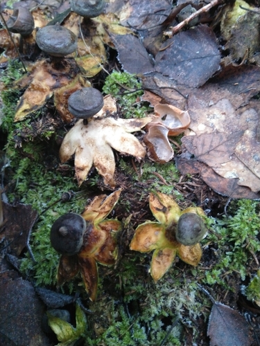 Beaked Earthstar