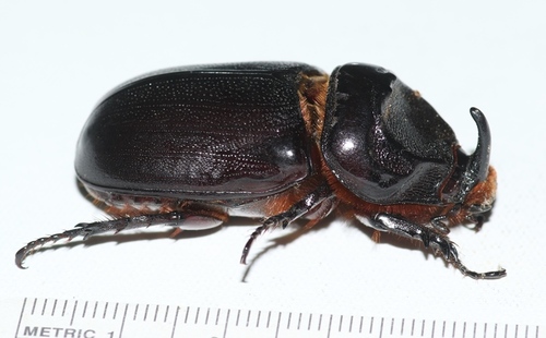 Coconut Rhinoceros Beetle