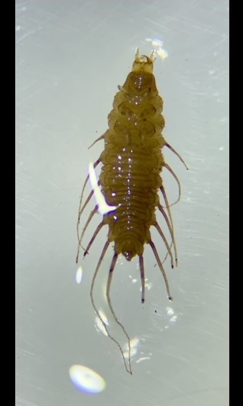 Two-spotted Water Hog-louse