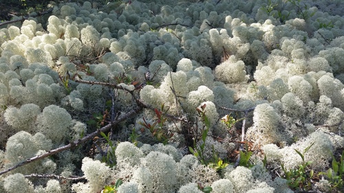 Star-tipped Reindeer Lichen