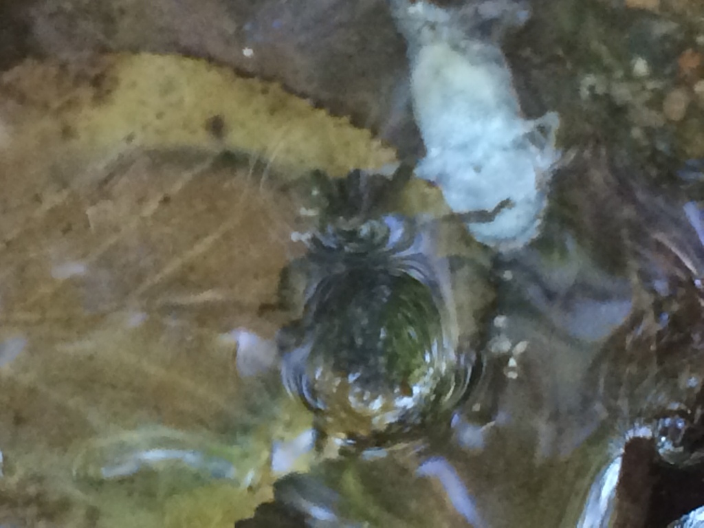 Abedus indentatus from 24012475 Arroyo Blvd, Pasadena, CA, US on