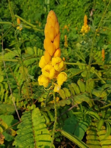Candelabra Bush