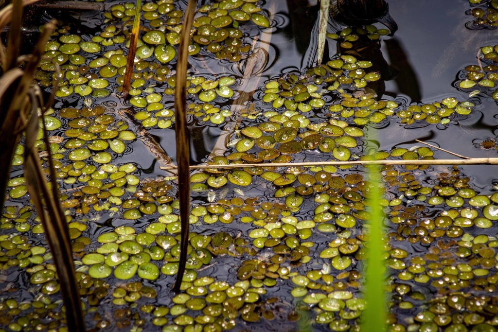water spangles from Unnamed Road, The Coves, Hartbeespoort, 0216, South ...
