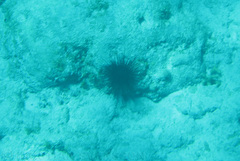 Black Sea Urchin