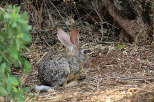 African Savanna Hare