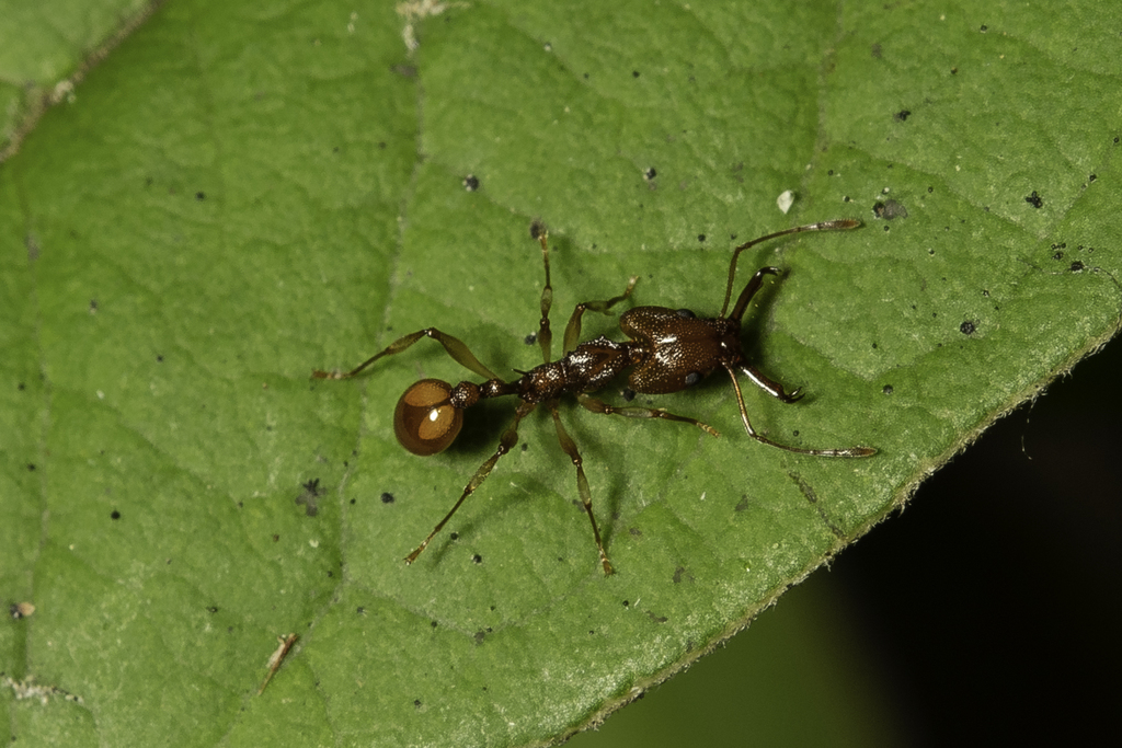 Orectognathus antennatus from North Shore, Hauraki, Auckland, New ...