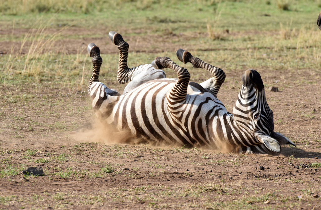 グラントシマウマ (亜種 Equus quagga boehmi) · iNaturalist