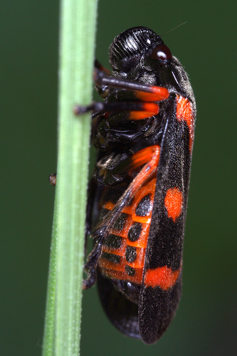 Cercopis intermedia
