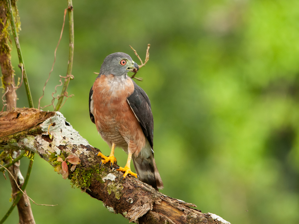 Double-toothed Kite photo