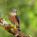 Double-toothed Kite - Photo (c) Sebastián Vizcarra, all rights reserved, uploaded by Sebastián Vizcarra