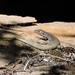 Southern Rock Lizard - Photo (c) Elton Le Roux, all rights reserved, uploaded by Elton Le Roux