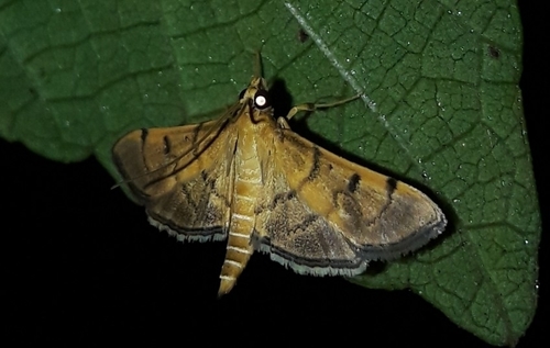 Palpusia terminalis