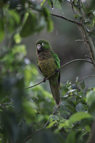 Olive-throated Parakeet