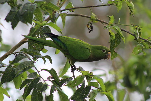 Olive-throated Parakeet