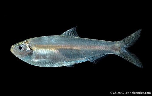 Escualosa thoracata · BioDiversity4All