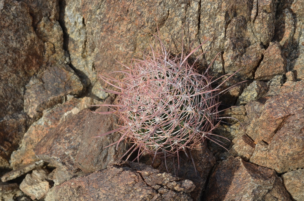 fishhook barrel cactus (West Lambert Lane Park Phenology Trail) ·  iNaturalist