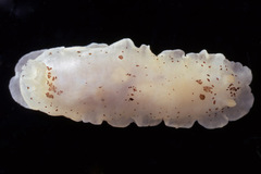 Dendrodoris nigromaculata image