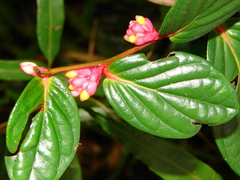 Cavendishia axillaris image
