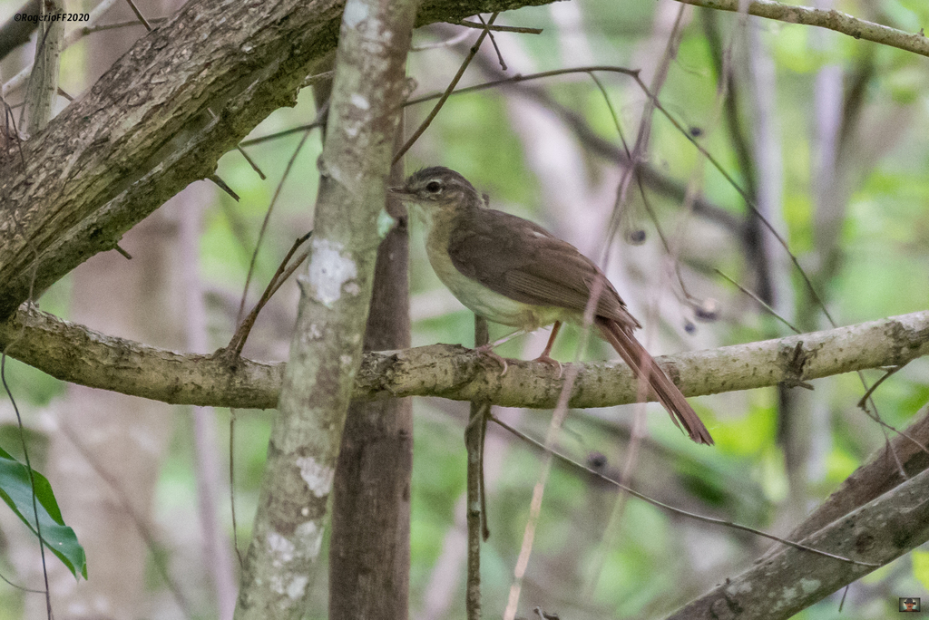 Pale-olive Greenbul photo