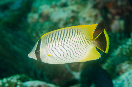 Chevron Butterflyfish