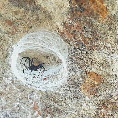 Madagascar Hermit Spider