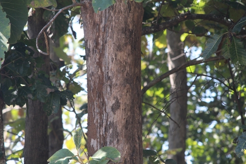Tectona grandis - Leaves