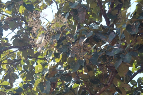 Tectona grandis - Whole tree