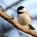 Carolina Chickadee - Photo (c) William Wise, all rights reserved, uploaded by William Wise