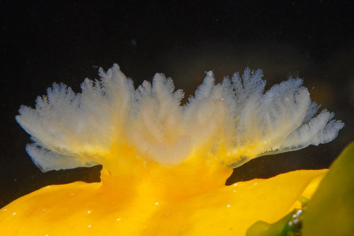White-speckled Dorid