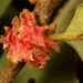 Thorn Gall Wasp - Photo (c) Joyce Gross, all rights reserved, uploaded by Joyce Gross