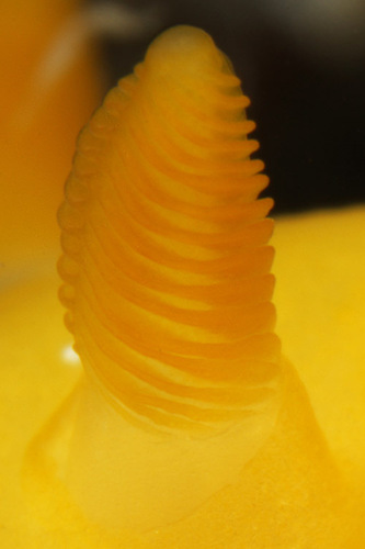 White-speckled Dorid