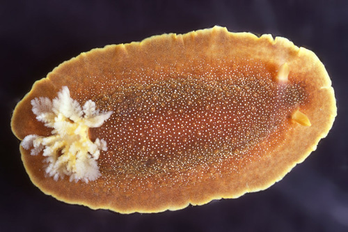 White-spotted Sea Goddess