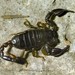 Euscorpius mingrelicus - Photo (c) Linné's Nightmare, όλα τα δικαιώματα διατηρούνται, uploaded by Linné's Nightmare