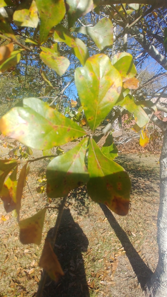 water oak from Petal, MS 39465, USA on December 9, 2020 at 1147 AM by