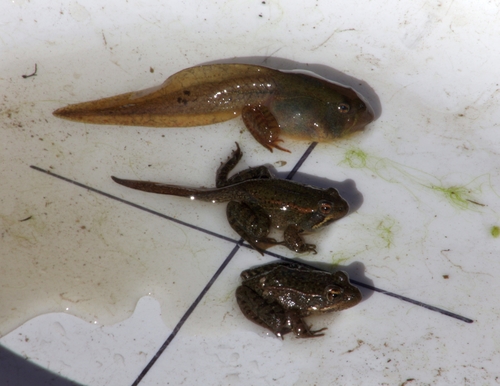 California Red-legged Frog