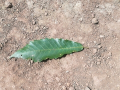 Image of Quercus corrugata