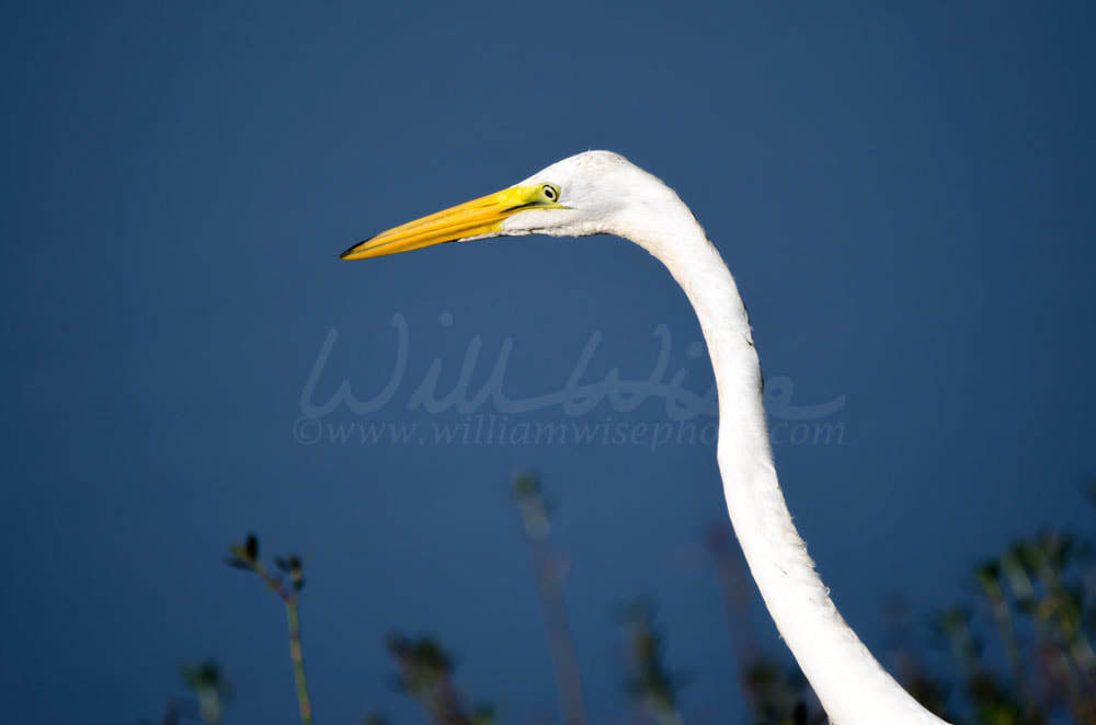 Great Egret